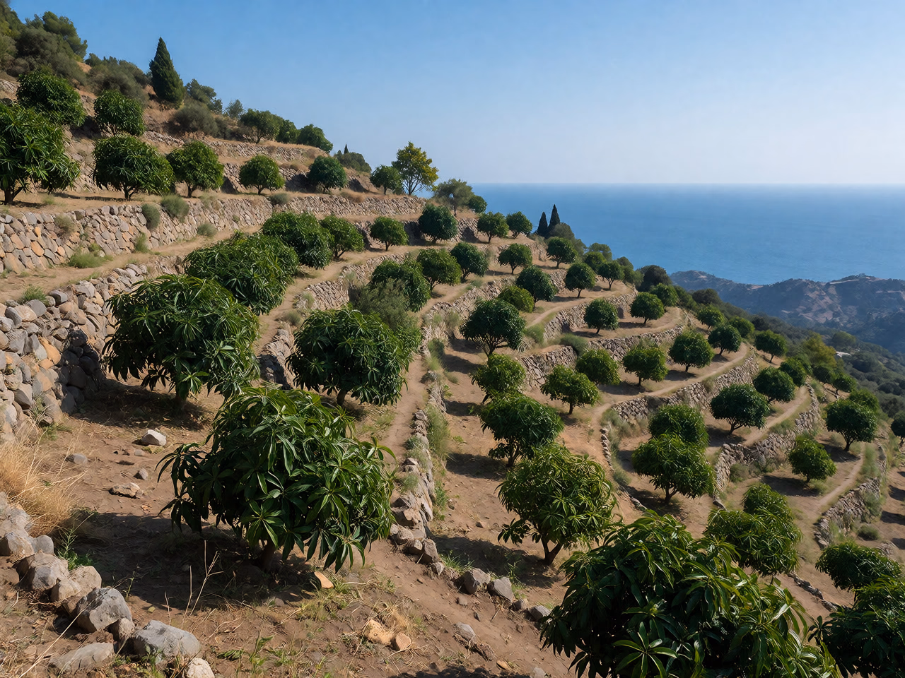 Ladera cultivada en terrazas de piedra con hileras de frutales subtropicales verdes y el mar Mediterráneo al fondo