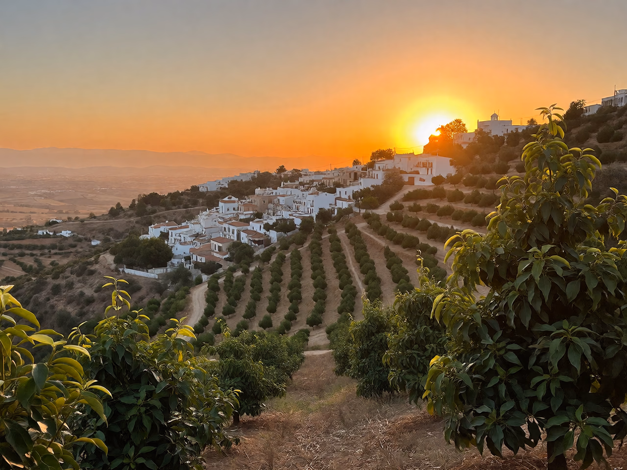 Atardecer dorado sobre las hileras de árboles de la huerta en ladera, con un pueblo blanco en la ladera de enfrente